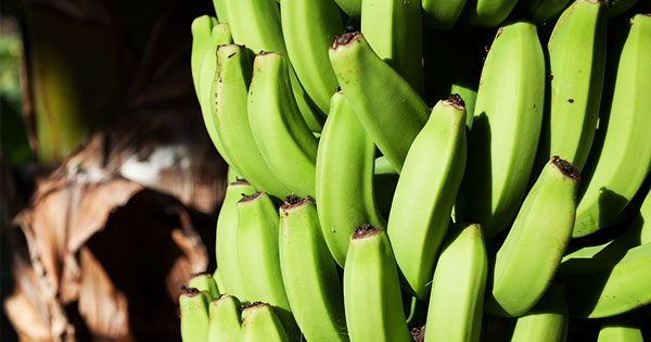 biomassa de banana