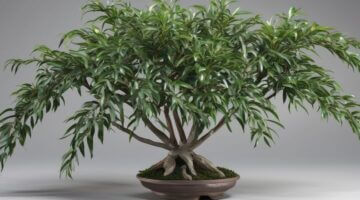 Ruscus aculeatus plant